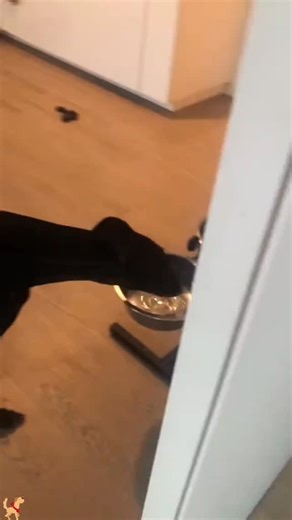 dog lovers on Instagram: "The 1990 film "Home Alone" is more than just a family comedy; it's a powerful portrayal of the courage and nuanced emotions of a child left alone. Behind the festive Christmas decorations and joyful music, the feelings of loneliness and growing awareness of Kevin seep through. At first, being home alone feels like a source of freedom and excitement, but as time passes, the quieter emotions Kevin encounters throughout the silent house become more apparent. The unique din