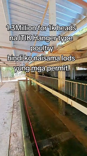 Profitable Itik Farming Business Ideas and Tips