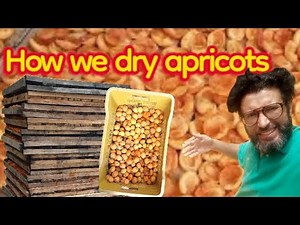 how to dry apricots in the village || first harvesting apricots || how we dry apricots