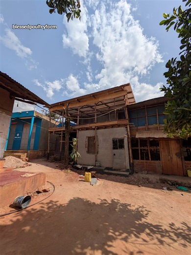 broilee farming Uganda #poultryfarming #poultryfarmer #broilerchicken #poultryfarmingbusiness @blessedpoultryfarm