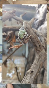 The Incredible Evolution of Snakes: From Legs to Limbless Hunters​​​​​​​​​​​​​​​​​​Snakes, with their sleek, legless bodies, are one of nature’s most fascinating creatures—but did you know that millions of years ago, their ancestors had legs? Over 100 million years ago, snakes evolved from lizards, gradually losing their limbs to adapt to a burrowing lifestyle. Their long, flexible bodies helped them slip through tight spaces, hunt underground, and escape predators. As they evolved, snakes adapt