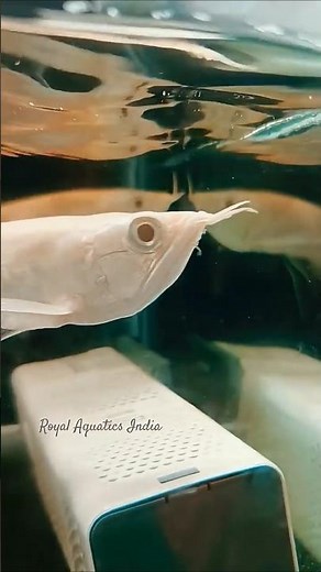 Anchor Worm Disease & Treatment