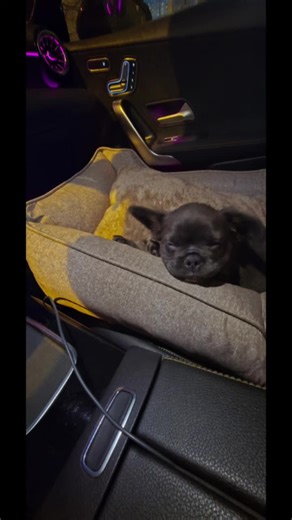 Amor por los perritos French Bulldog