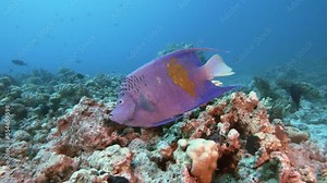 Yellowbar angelfish swimming underwater, closeup tracking shot. Exotic tropical fish close view through clear blue water, marine ecosystem, ocean wild life exploring