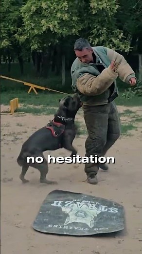 Cane Corso Protects Owner Instantly | Guard Dog Training Test