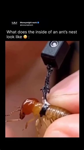 @moneymightwork on Instagram: "The video features a 12-second satisfying clip captured by an ultra-light micro camera attached to an ant’s head, revealing what an ant nest actually looks like from the inside — and it’s nothing like what most people expect. As the ant moves through its nest, the footage shows narrow tunnels, interconnected chambers, and constant activity, highlighting just how organized and efficient ant colonies are. These specialized micro cameras are designed for insect resear