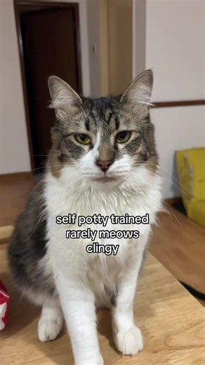 Pros and Cons of Self Potty Trained Cats