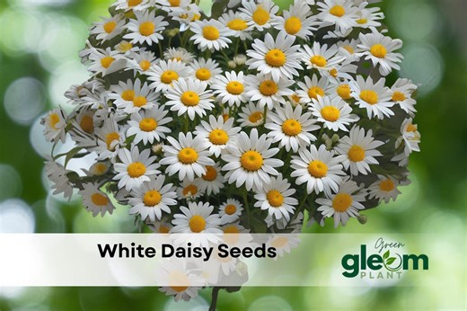 1000 Shasta Daisy Seeds: Easy Grow Perennial Flowers - Etsy