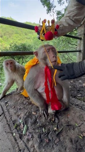 Relaxing Like a King: Monkey Dressed Up Enjoying the Mountain View 👑 (Nature Vibe)
