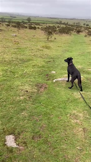 Please welcome Narla to the Starfish family only a baby not 5 months yet a Lab x GSD mix girly being fostered down in Devon a lovely puppy who needs the right home will be more about her on our website later as we are just updating it. www.starfishdogrescue.co.uk | Starfish Dog Rescue