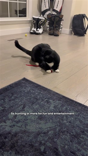 Hunting Behavior in Cats Explained