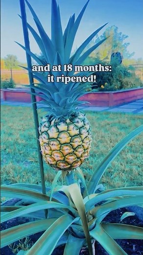 This Guy Grew a Pineapple from the Store