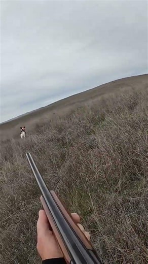 Chukar busts out fast! #hunting #pointer #birdhunting #chukar #shorts #viralshorts #newshorts