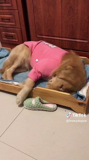 What Do Dogs Dream About? Discover Their Sleep Secrets