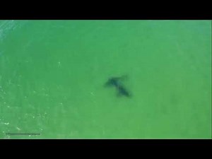 Drone video captures great white sharks interacting off Cape Cod