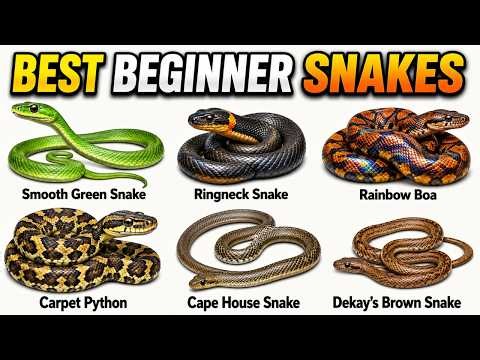 Every Friendly Snake Explained in 11 Minutes (Part1)