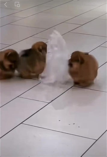 🐾 Our Pom’s Are Powered by: ✨ Bil-Jac Asia - Picky No More ✨ Champion Selection – Immune Booster & Calcium & Glucosamine 🐶 What is Bil-Jac? Bil-Jac is a trusted American dog food company with over 79 years of history. ✅ Loved by 60,000 pet parents in Malaysia ✅ Recommended by 3,000 veterinary hospitals in Japan ✅ Made with plenty of fresh chicken ✅ Slow-cooked & vacuum processed to preserve natural nutrients That’s why Bil-Jac – Picky No More is known as: “The most palatable and nutritious dry