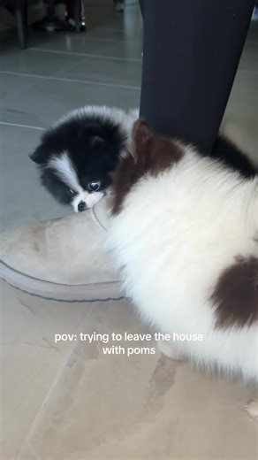 note to self: no buying new shoes for a while📝 #pom #pomeranian #pomeranianpuppy #puppytok #dogtok