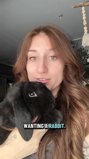 Do you still want a rabbit #rabbit | rabbits