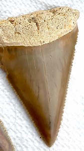 After a long night digging in the mud at Palmetto Fossil Excursions Great White Pocket, Zach finally found the shark tooth he was looking for #SHRKco #PalmettoFossilExcursions #southcarolina #fossil #ancient #fossilized #mudlarking #digging #diggers #rarefind | SHRKco