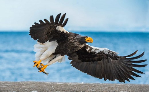 The Top 10 Largest Birds of Prey
