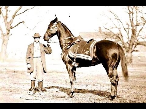 5 Famous War Horses In History