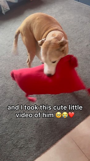 20K views · 817 reactions | My Dog Greeted Me With a Pillow Welcome Gift and Wiggle Dance!  #dogs | Amos Pearce | Facebook
