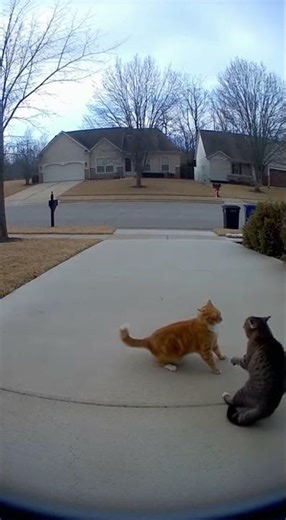 Dramatic Stray Cat Soap Opera