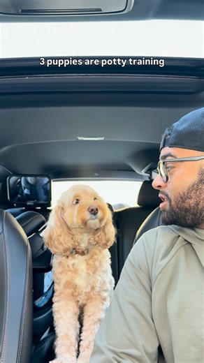 Luna The Mini Cockapoo on Instagram: "These @earthrated pee pads actually hold up to 16 pees! 🤯 Less cleaning up means more time for cuddles, so if you know someone with a puppy, share these @earthrated ones with them and tell them Luna sent you ;) #earthratedpartner"