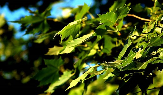 Fotosíntesis de las plantas: ¿cómo funciona?