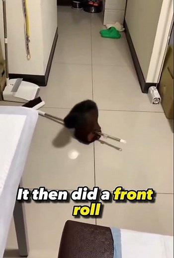 Dramatic SQUIRREL fakes its own DEATH!!🐿☠️ #shorts #viral