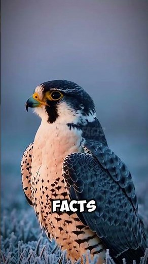 The World’s Top 5 Fastest Birds! (The Speed King of the Skies)