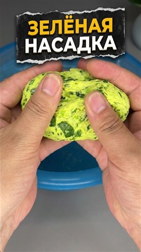Garlic. Green BAIT for grass carp