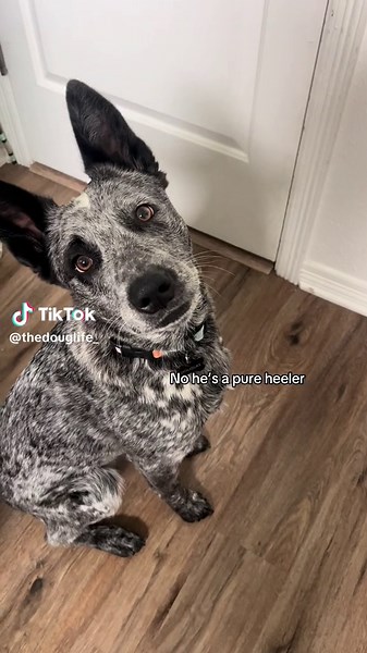 Blue Heeler German Shepherd Mix: A Happy Puppy Video