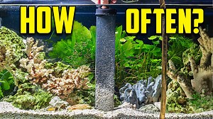 24 reactions | How often should you do water changes on your aquarium? We made a high-level water change flow chart for fish keepers who need help figuring out their tank maintenance frequency, and the internet had some divided opinions. Cory explains more in-depth how water change schedules depend on many factors: the fish and plant stocking levels, your tap water's parameters, tank size, primary goals for the aquarium, time and energy limitations, etc. #AquariumCoop | Aquarium Co-Op | Facebook