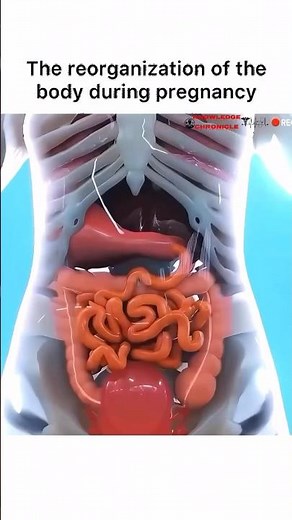 Body in Transition: Understanding How Pregnancy Reshapes and Reorganizes Every System in the Body