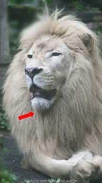 Rare Footage of These Extinct Animals 😨