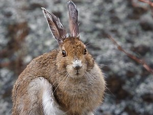 Highly Contagious Rabbit Disease Arrives In PA: What To Know