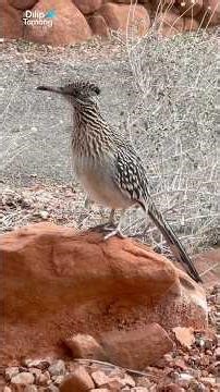 The Bird That Chooses to RUN Instead of Fly! 🏃💨 #roadrunner