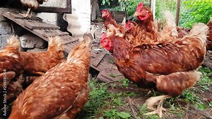 Red hens in an old rustic barn are looking anxiously at the camera.