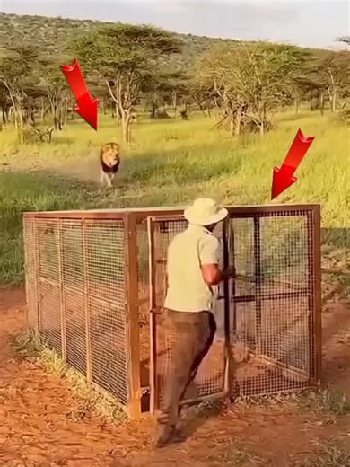 Le choc entre un gorille et un lion : moments inoubliables!