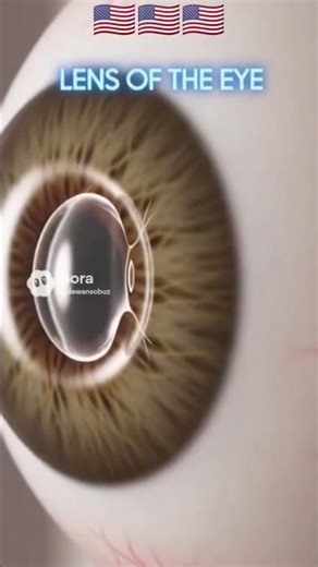 🇺🇸Ectoderm — The Outer Layer of Connection🇺🇸 #usa #usashorts #embryology #trending