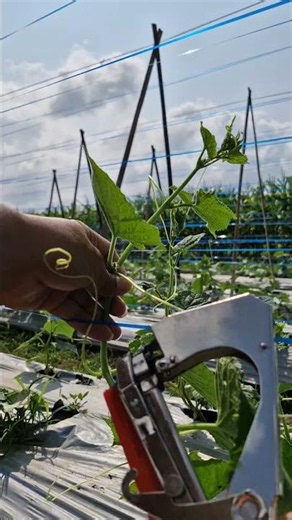 The process of caring for plants with secret skills and techniques-Agriculture farming #shorrts