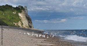 Branscombe, the pebble beach, East Devon, Cornwall, England, UK