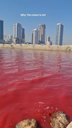 Exploring Bahrain's Red Tide Phenomenon