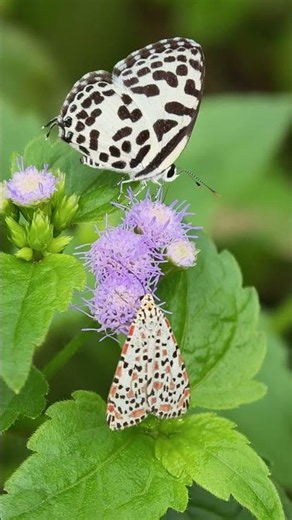 🦋Why Do Moths Fly During the Day?🌝 #insects #wildlife