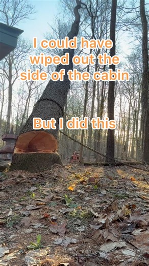 Think about the fall before you fall. #logging #logger #stihl #shorts #treeremoval