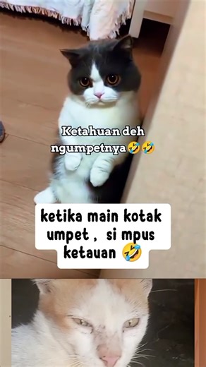 ketika ketauan gumpet empus nya gemesin/ kumpulan video kucing lucu #kucinglucu #kucinganggoralucu