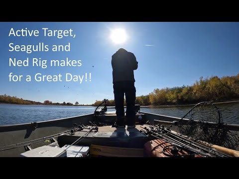 Lowrance Active Target, Ned Rig And Seagulls - Oh My!