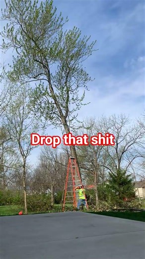 tree job work business tree care removal services Fell-ows and stumps columbus ohio